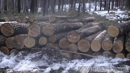 'Черные лесорубы' спилили деревья на 884 тысячи рублей на Ольхоне в Приангарье